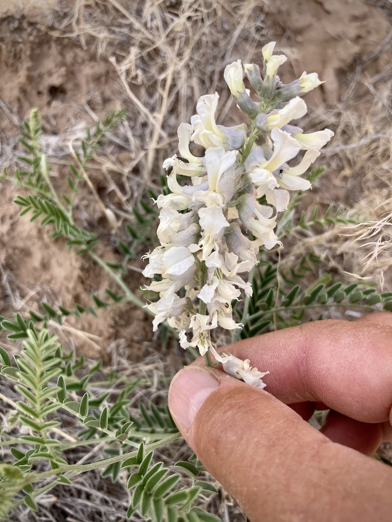 Silky Sophora photo 2