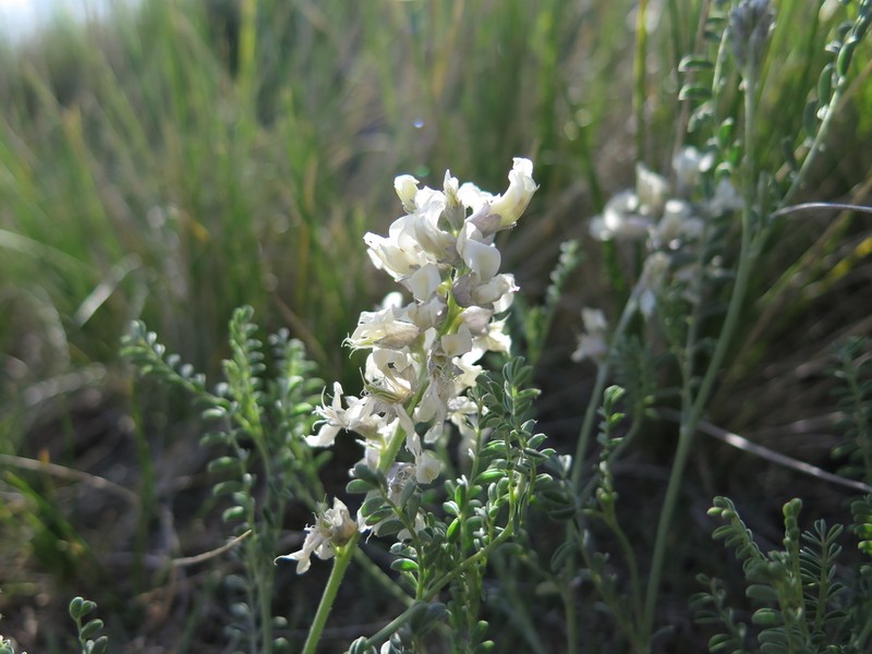 Silky Sophora photo 3
