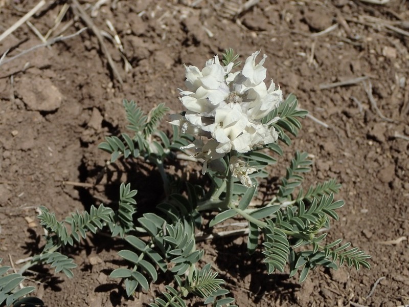 Silky Sophora photo 4