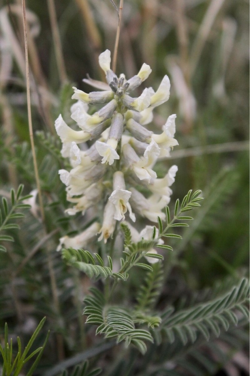 Silky Sophora photo 5
