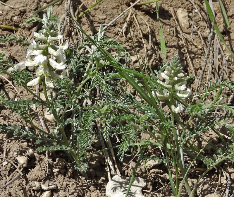 Silky Sophora photo 6