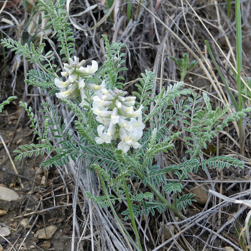 Silky Sophora photo 7