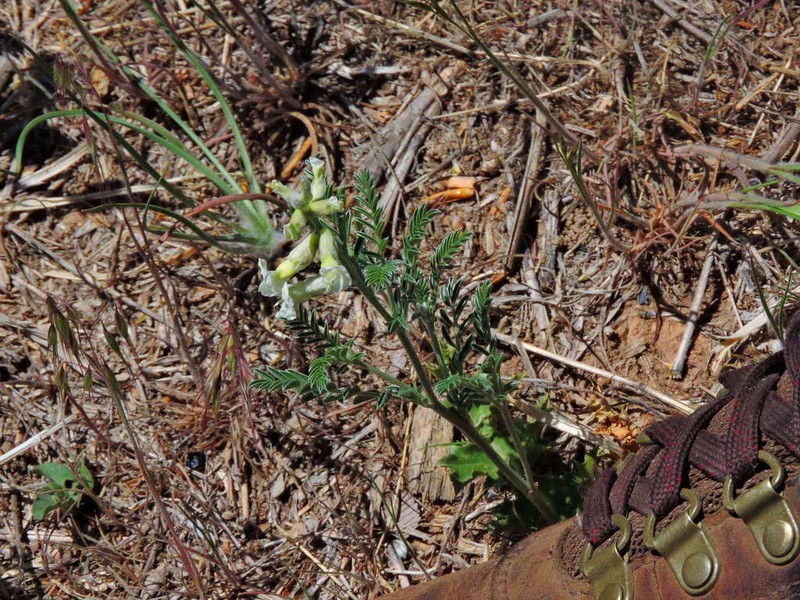 Silky Sophora photo 8