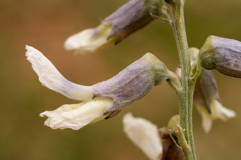 Silky Sophora photo 3