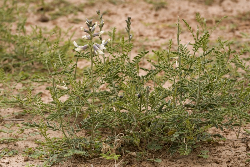 Silky Sophora photo 4