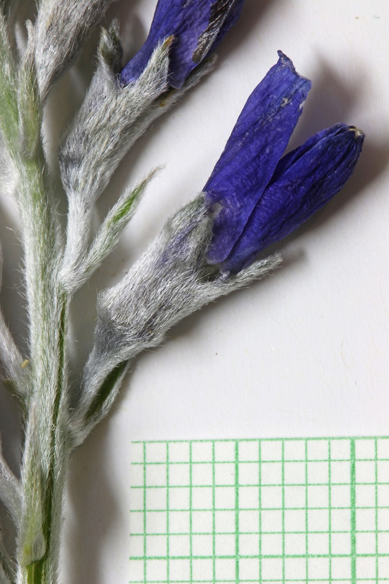 Fringeleaf Necklacepod photo 6