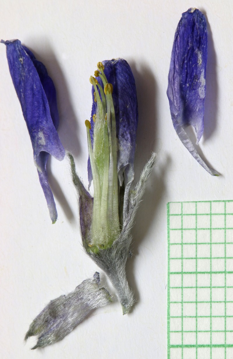 Fringeleaf Necklacepod photo 7
