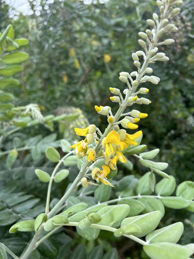 Yellow Necklacepod photo 4