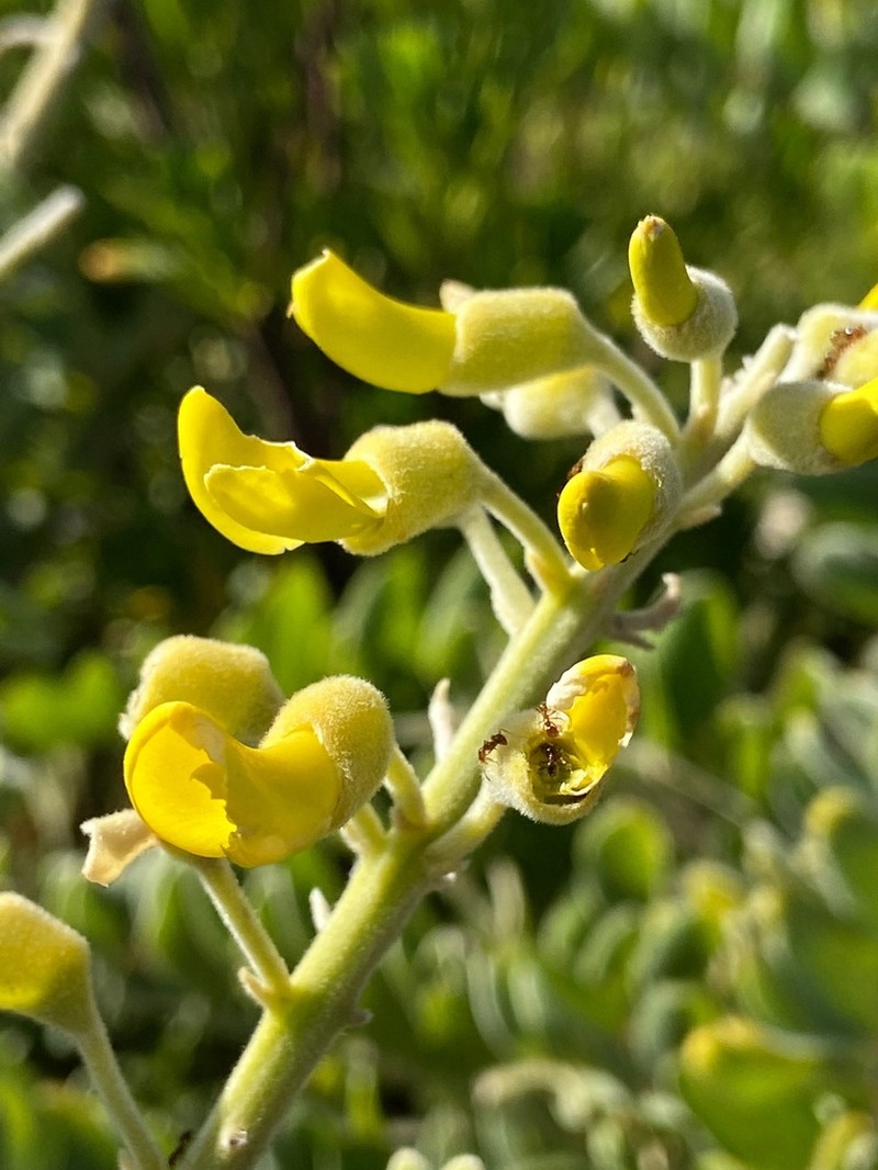 Yellow Necklacepod photo 7