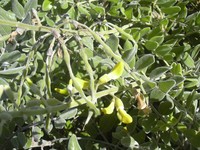 Yellow Necklacepod