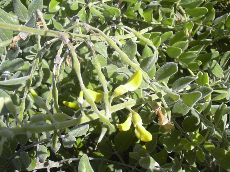 Yellow Necklacepod