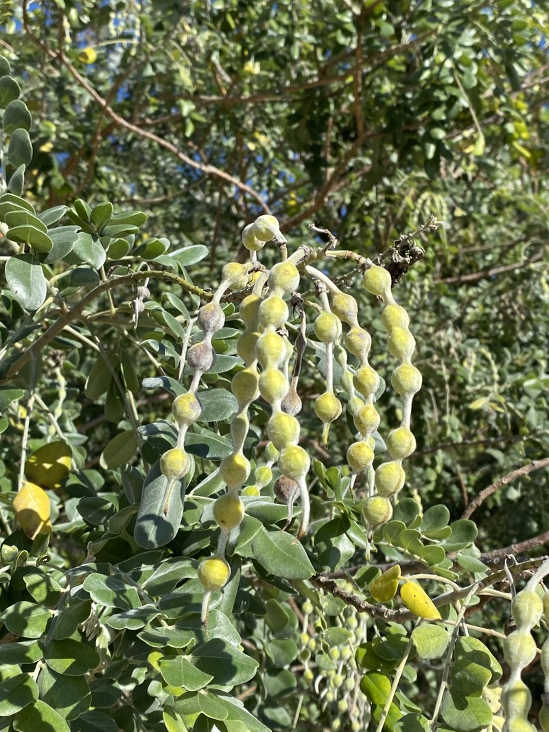 Sophora tomentosa subsp. australis