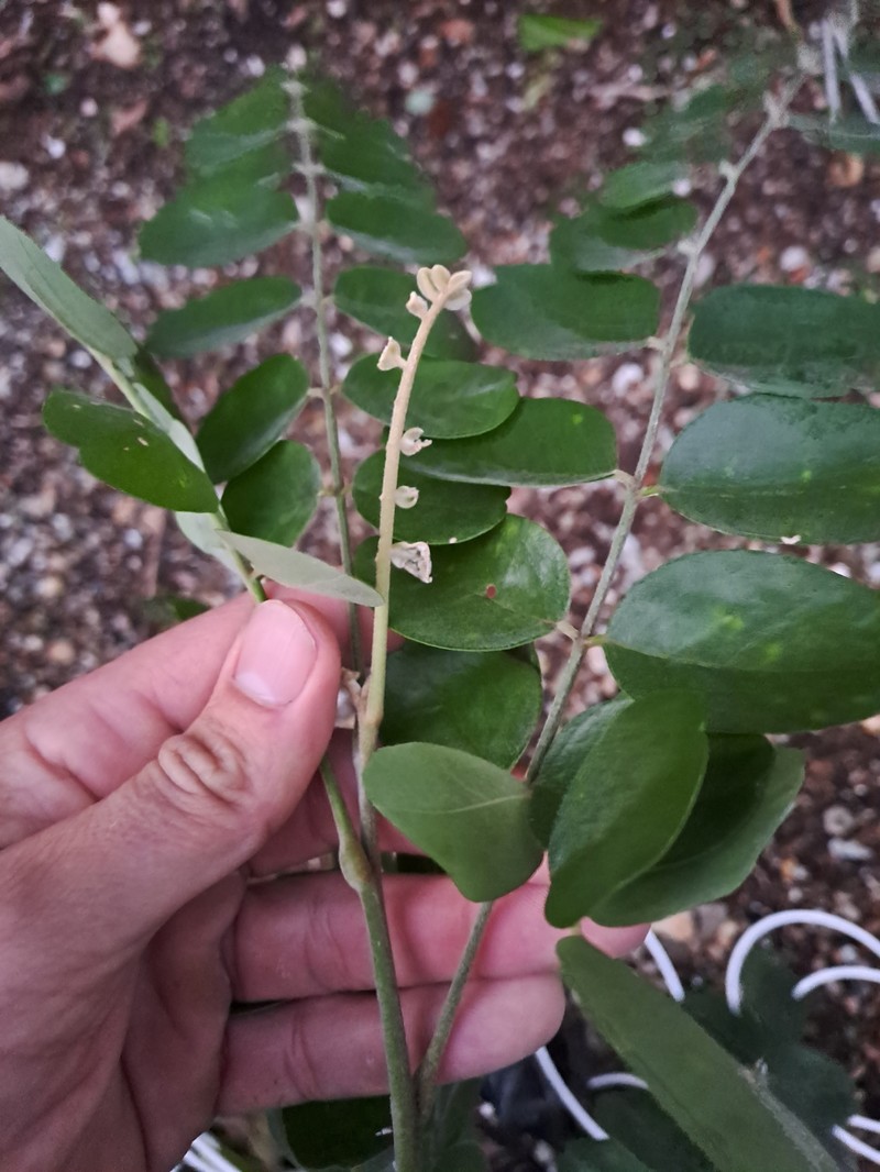 Sophora tomentosa subsp. australis photo 2