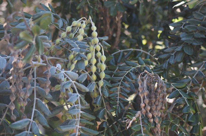 Sophora tomentosa subsp. australis photo 3
