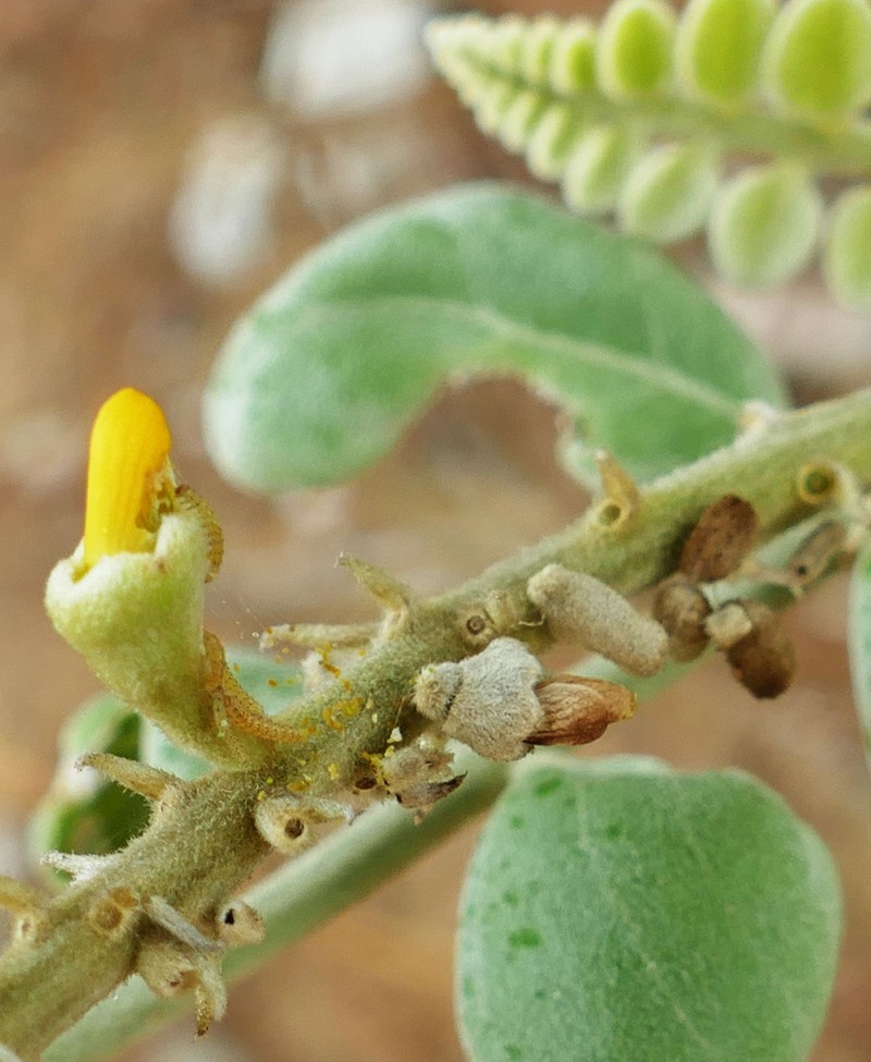 Sophora tomentosa subsp. australis photo 4