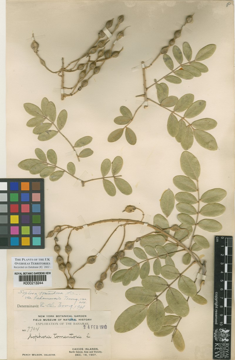 Sophora tomentosa subsp. bahamensis