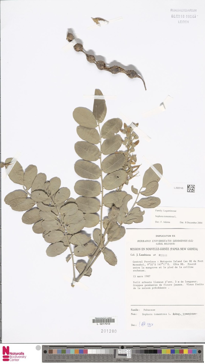 Sophora tomentosa subsp. tomentosa