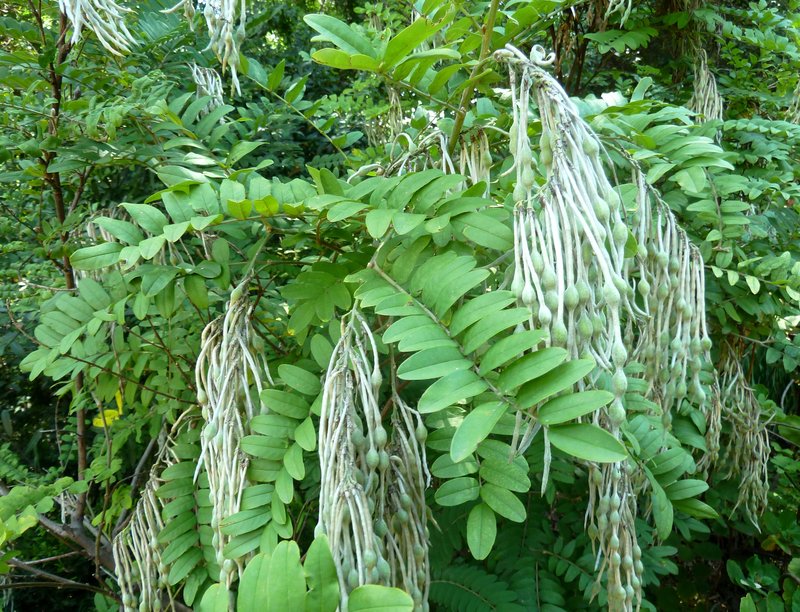 Sophora velutina
