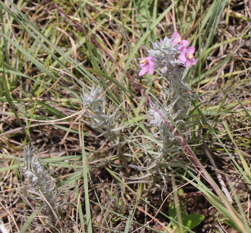 Sopubia cana var. cana