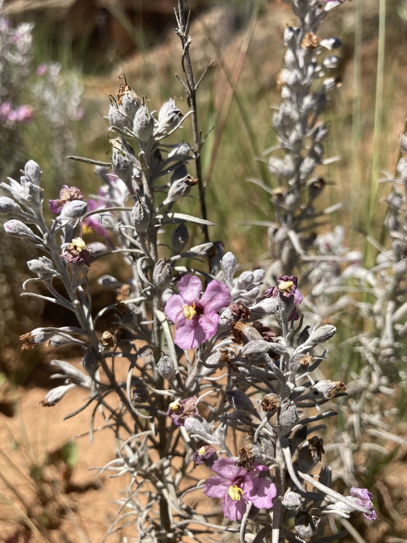 Sopubia cana var. cana photo 2
