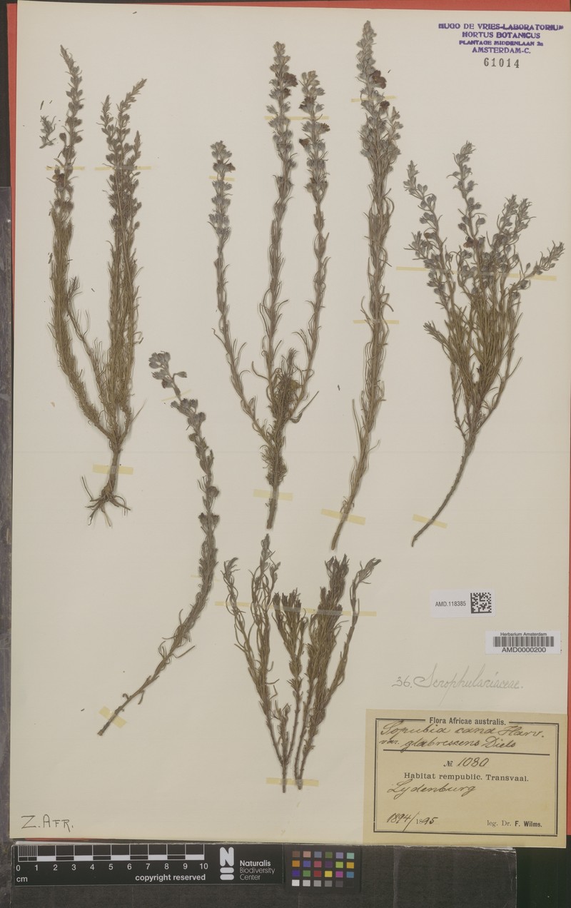 Sopubia cana var. glabrescens