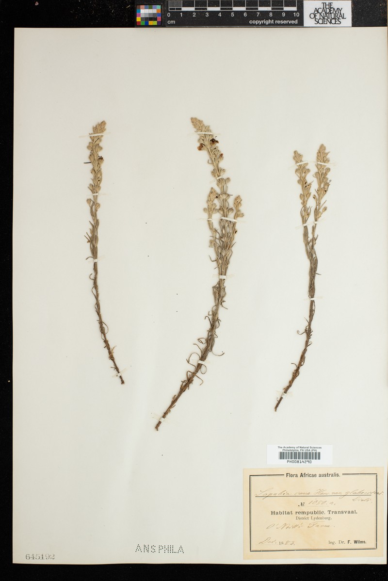 Sopubia cana var. glabrescens photo 2