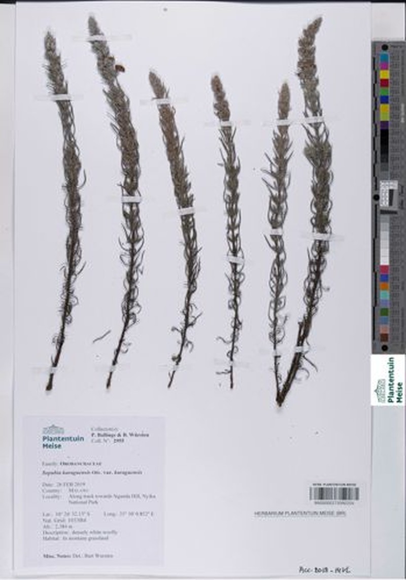 Sopubia karaguensis var. karaguensis