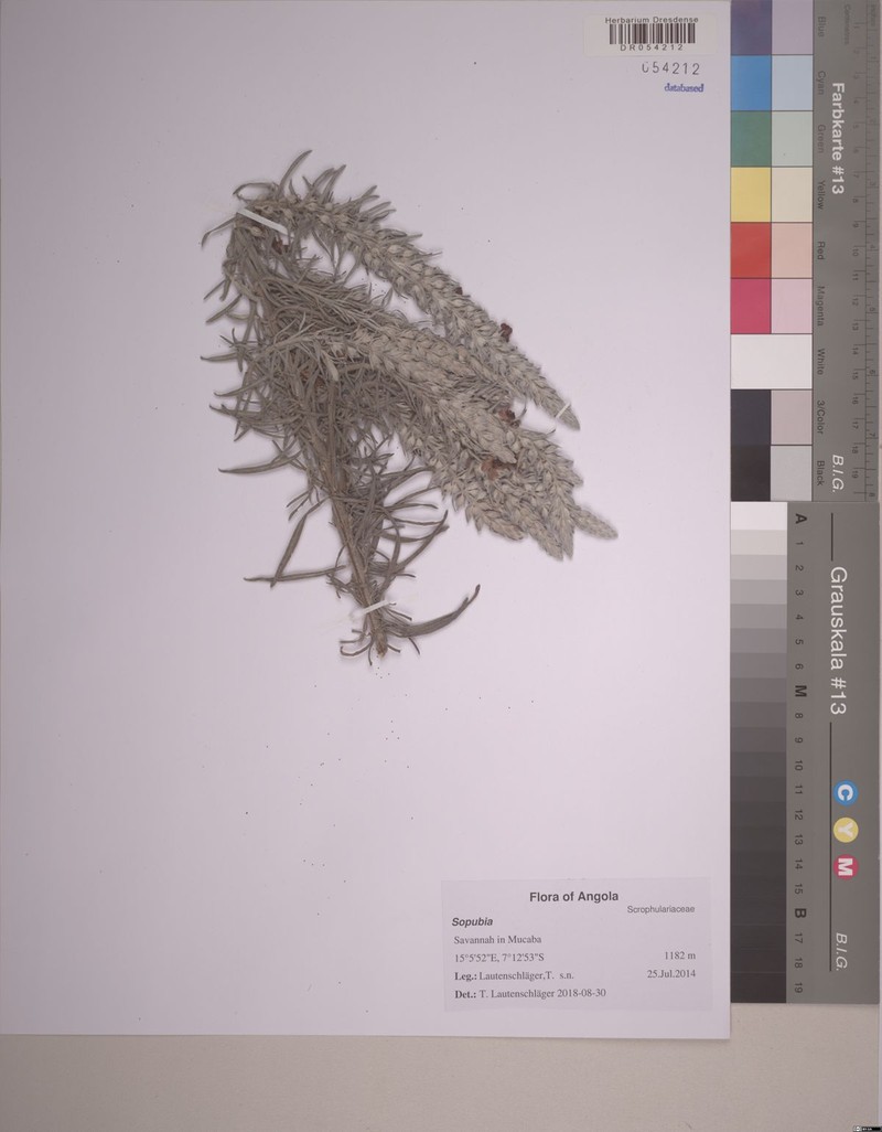 Sopubia lanata var. lanata