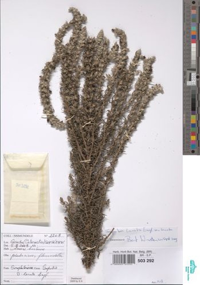 Sopubia lanata var. lanata photo 2