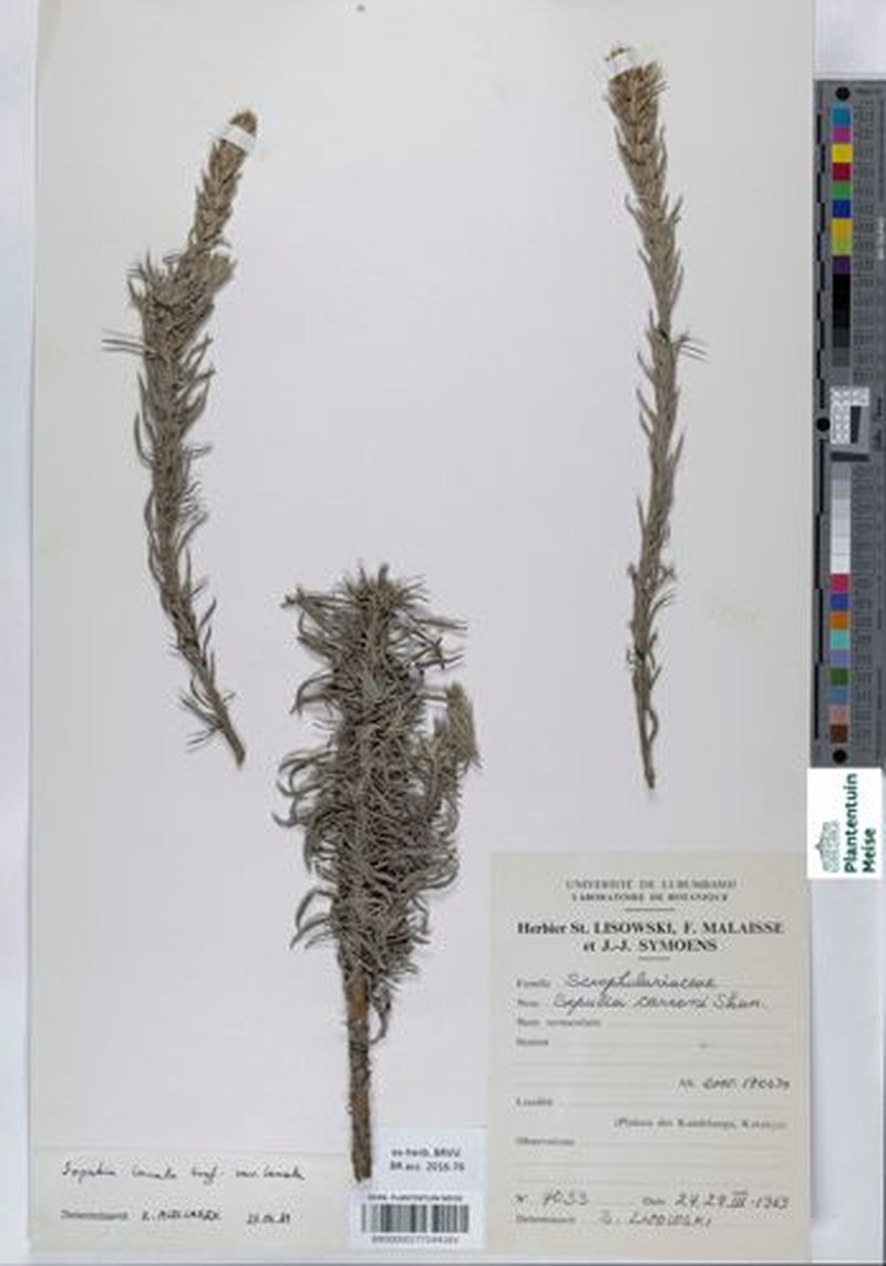 Sopubia lanata var. lanata photo 4