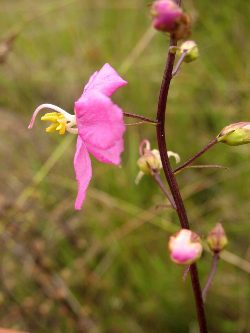 Sopubia madagascariensis