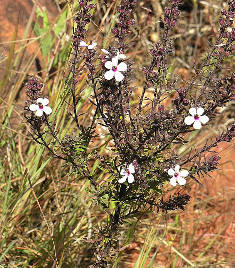 Sopubia mannii