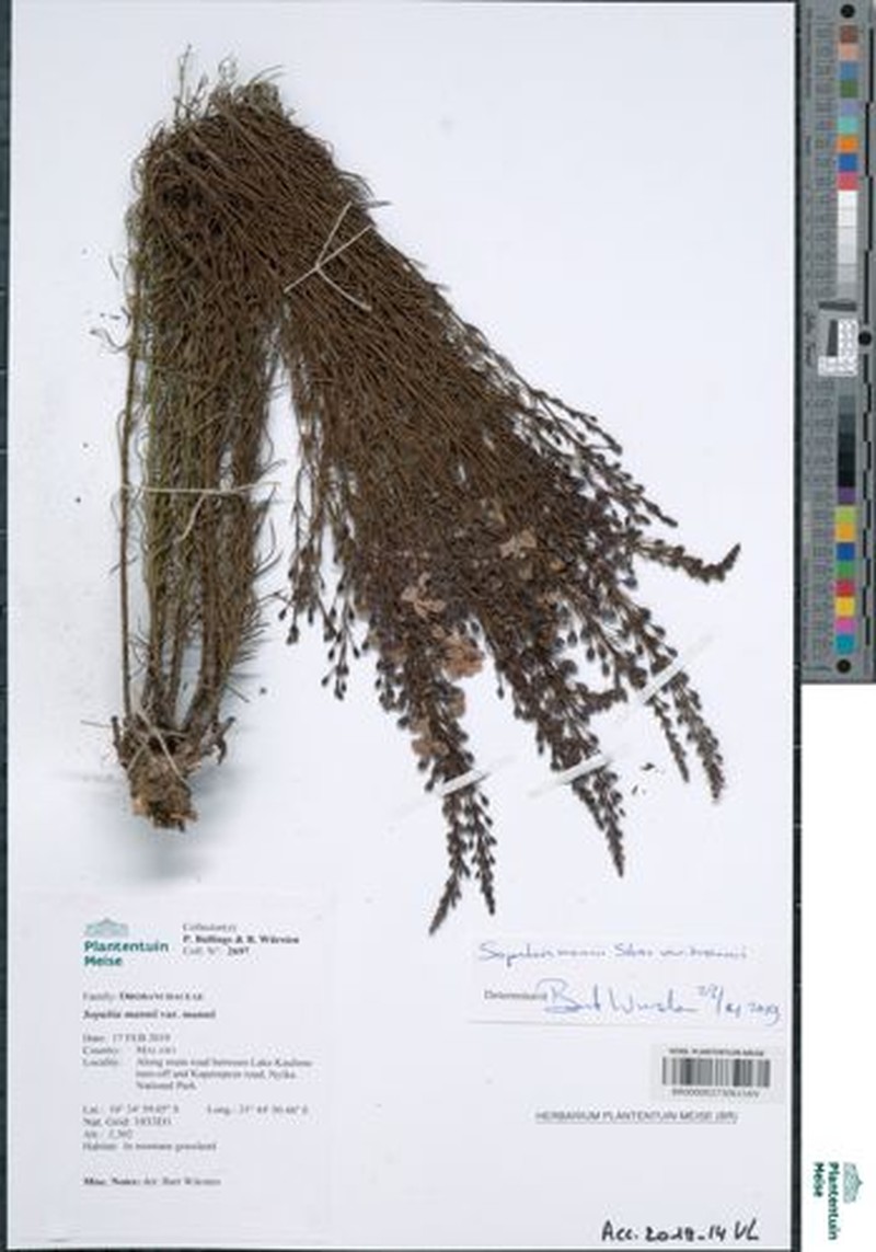 Sopubia mannii var. mannii