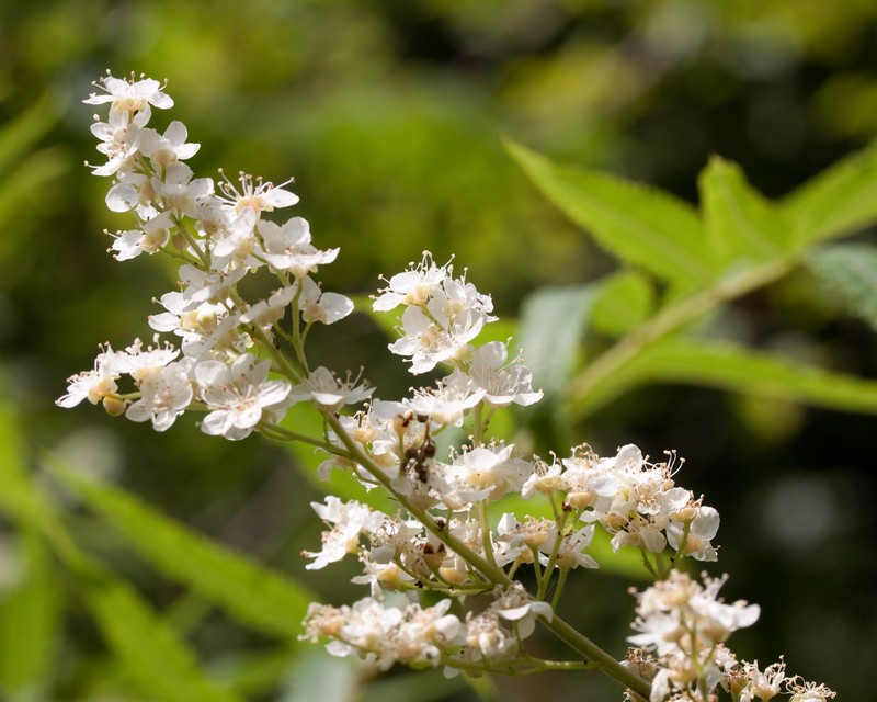 Giant False Spiraea photo 5