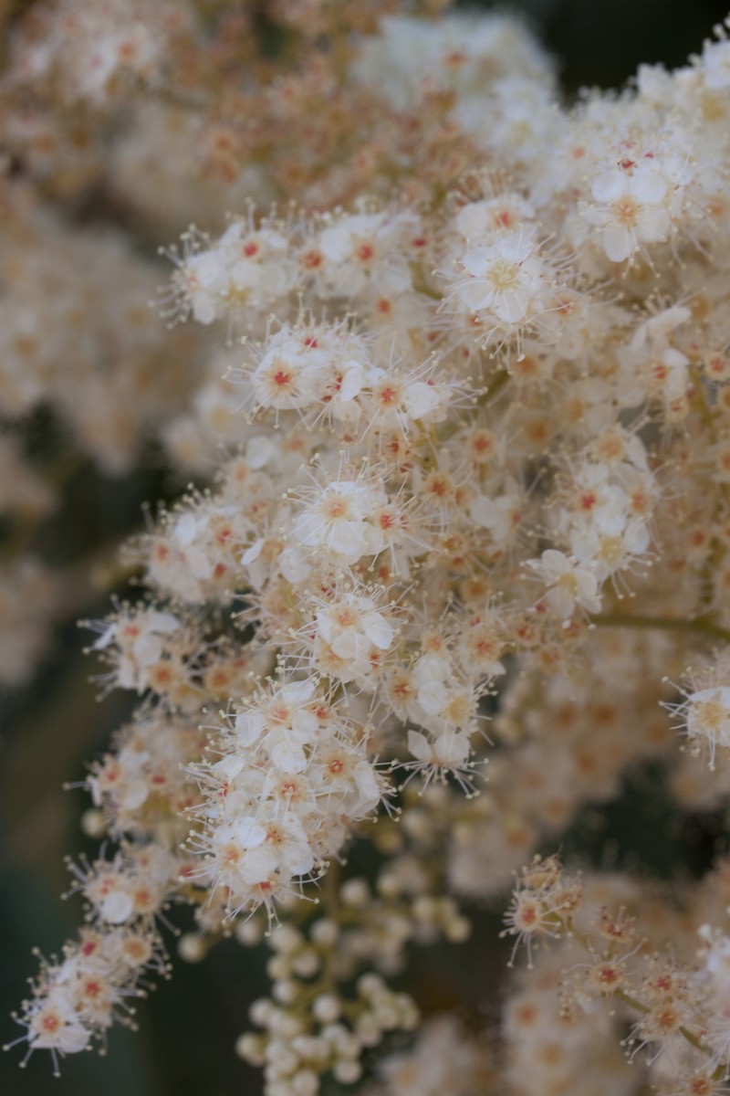 Giant False Spiraea