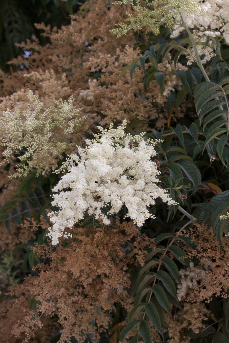 Giant False Spiraea photo 6