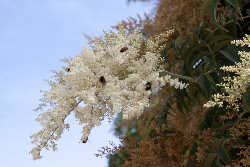 Giant False Spiraea photo 7