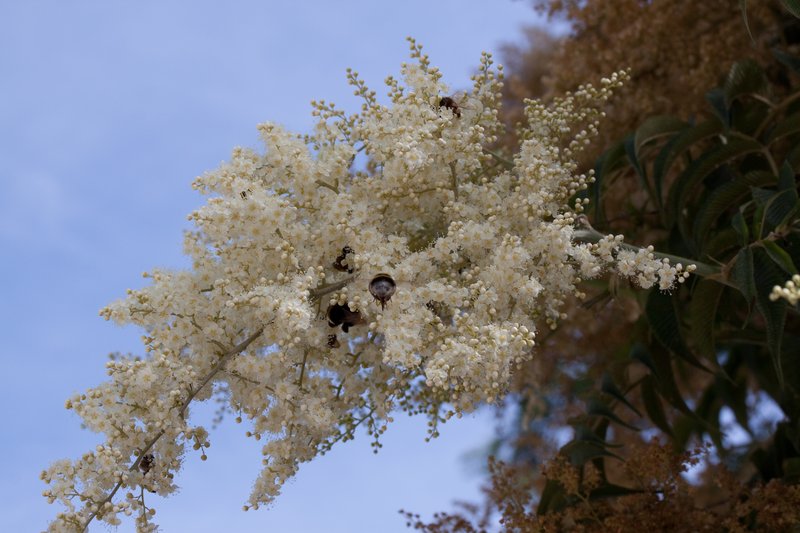 Giant False Spiraea photo 8