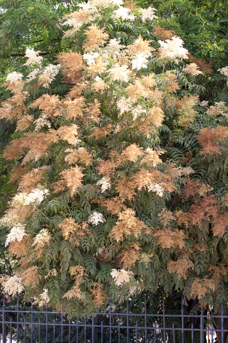 Giant False Spiraea photo 2