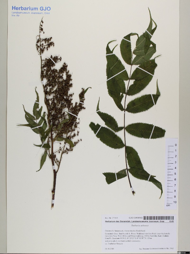 Sorbaria kirilowii var. arborea