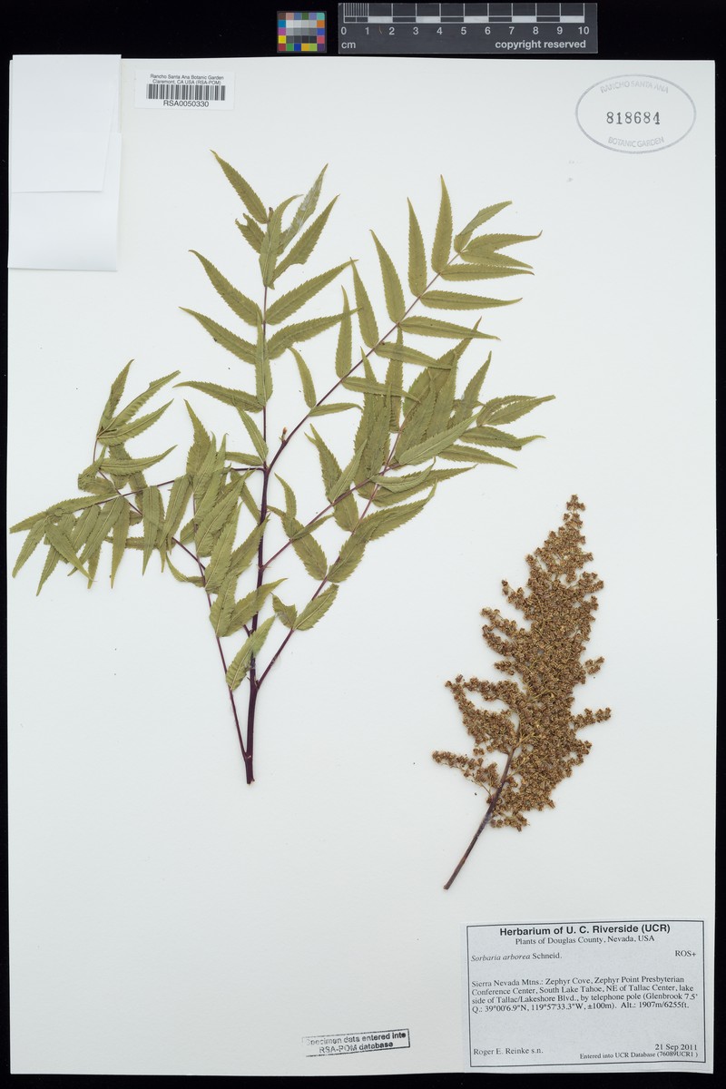 Sorbaria kirilowii var. arborea photo 2