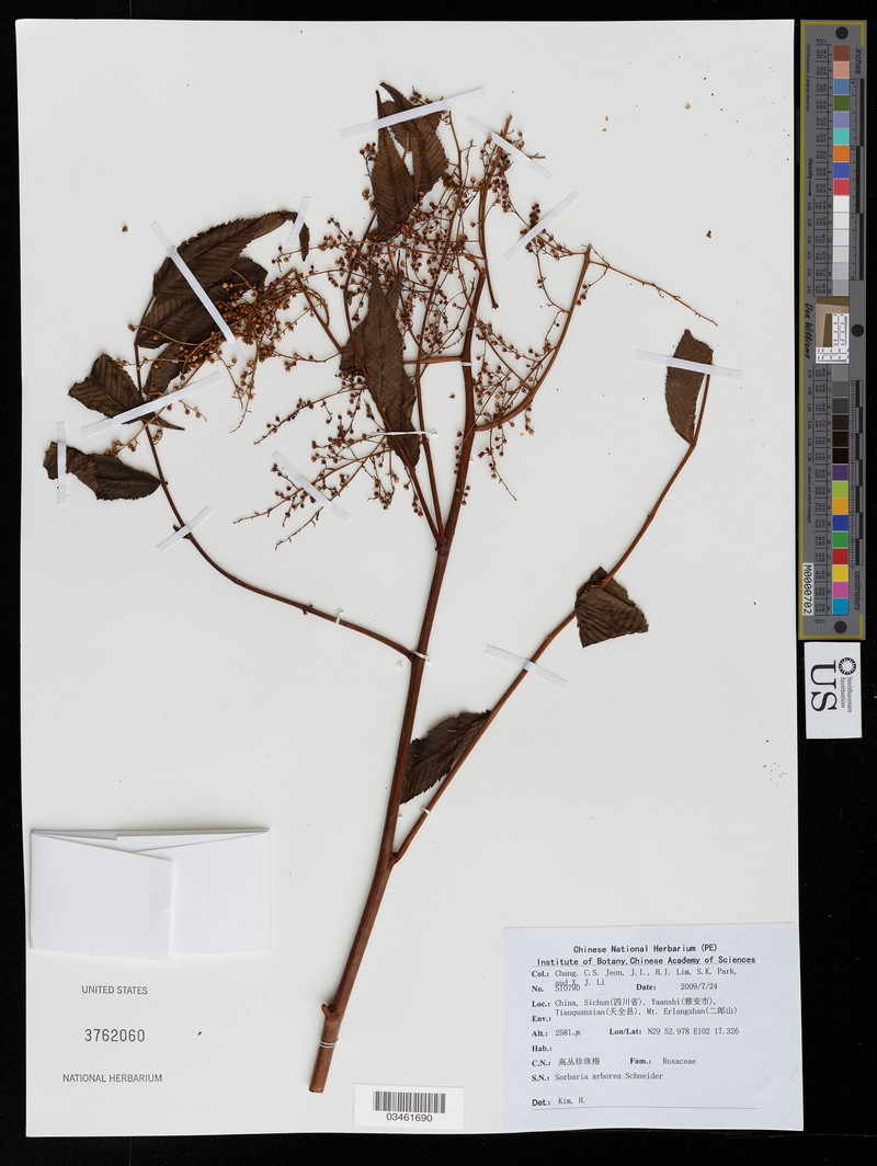Sorbaria kirilowii var. arborea photo 3