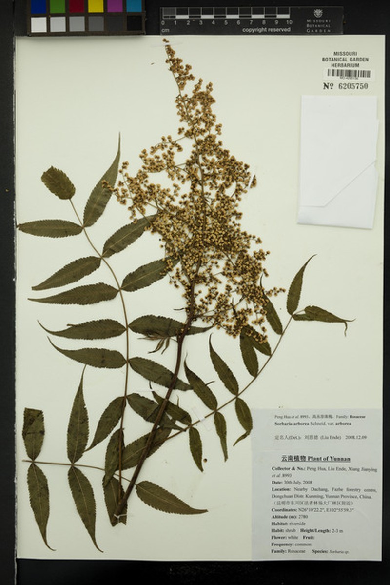 Sorbaria kirilowii var. arborea photo 4