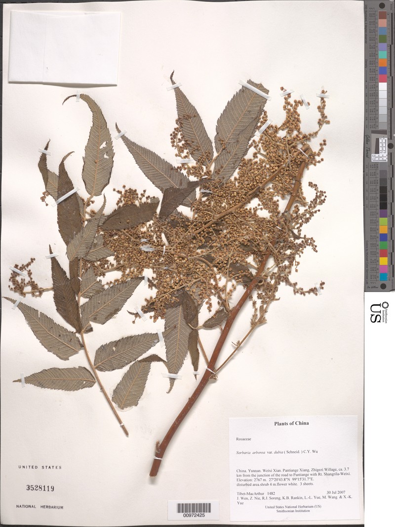 Sorbaria kirilowii var. dubia