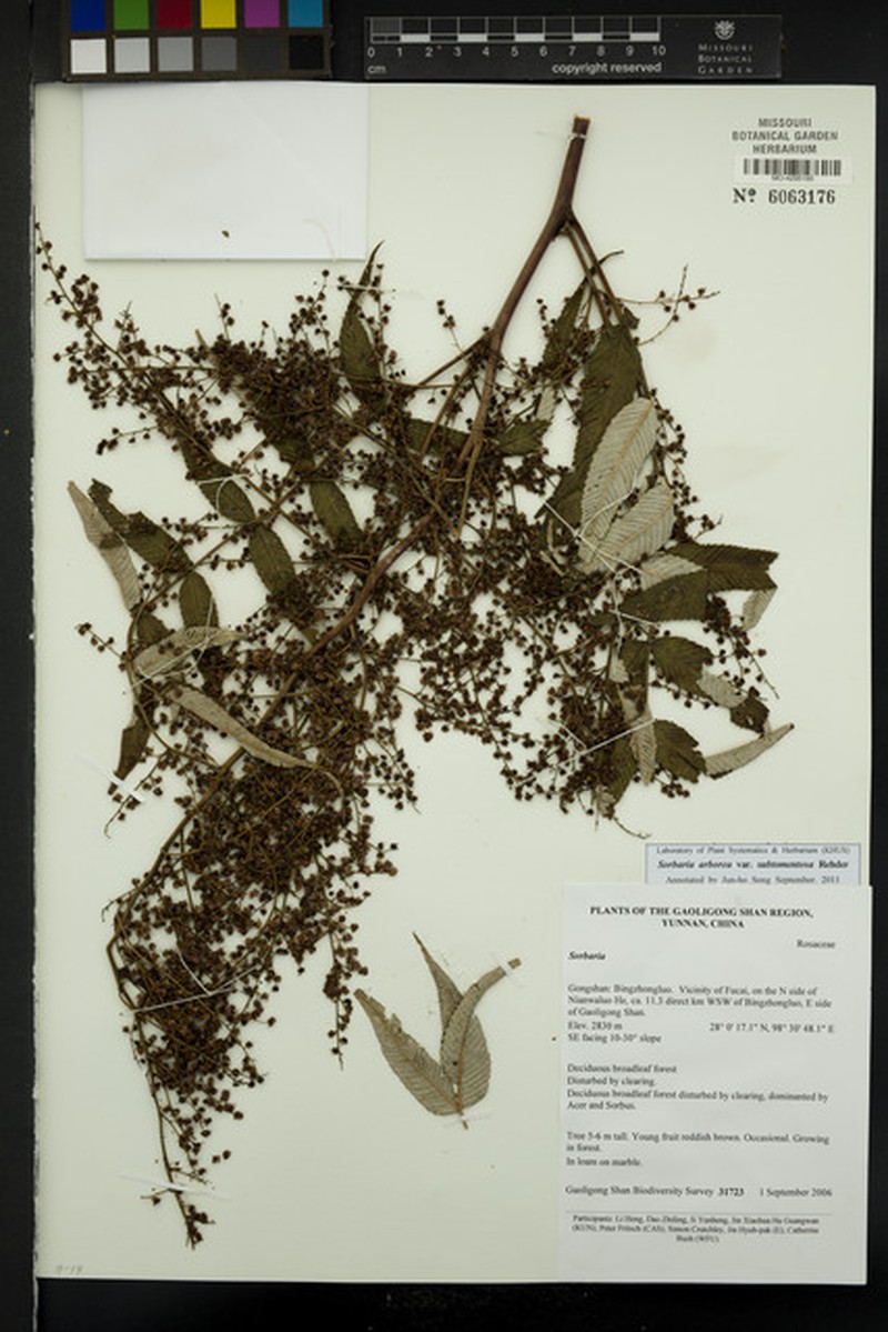 Sorbaria kirilowii var. dubia photo 2