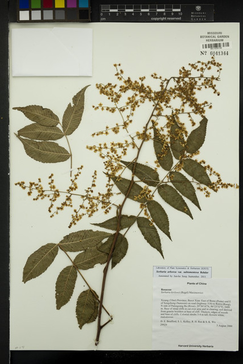 Sorbaria kirilowii var. dubia photo 3