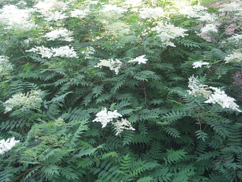 False Spiraea