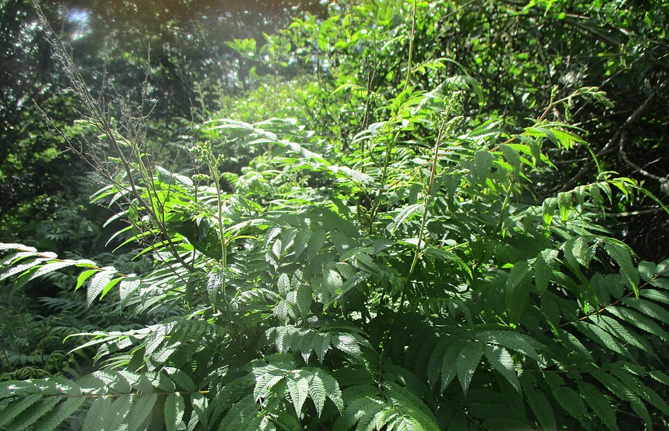 False Spiraea photo 5