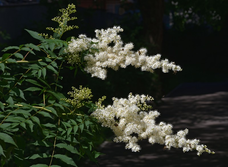False Spiraea photo 2