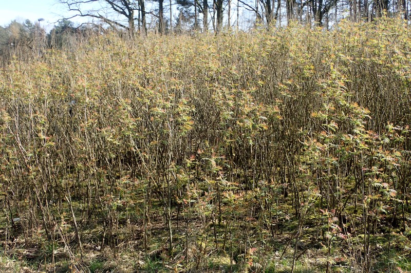 False Spiraea photo 3